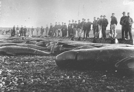 A hunt at Inganess, Orkney. Dead whales were hauled up and secured by ropes if necessary to stop the tide taking them off.