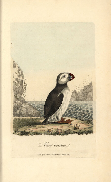 Puffins were salted in barrels as food in Shetland, and used as bait in St Kilda.