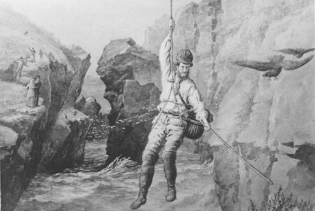Islanders used different equipment, depending on cliffs and species.  Some ledges could only be accessed by manoeuvring with a rope and pole, as seen here in Shetland in the 1880s.