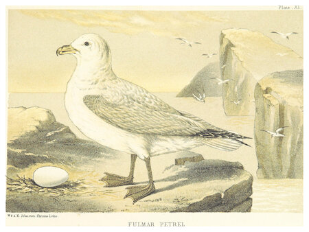 Fulmars were only found in St Kilda for centuries.  A 1698 visitor noted the bird had “a delicate taste, a mixture of fat and lean, the flesh white”.