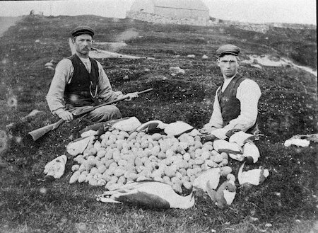 In later times, islanders used new technology in fowling. They could shoot birds with guns, and eggs were preserved with isinglass (a solution made from fish bladders), which sealed the shells like varnish.