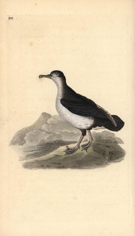 An 1804 visitor found the Hoy folk were partial to shearwaters: “The young are very fat, and much relished by the natives.”