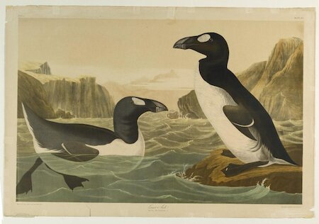 Islanders made treatments from birds. Harris people applied great auk fat to the hip for sciatica, and St Kildans used fulmar oil for rheumatism.