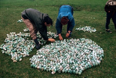 Collecting eggs used to be part of all our ancestors’ lives. Even if egg collecting was legal, few Northern or Western Islanders would relish them like the Faroese still do.