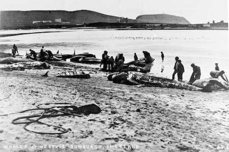 Whales were divided between the community.  The blubber was sliced away and melted into oil, and the meat was cut-up.  The first stage, cutting into sections, is seen here at Westvoe, Shetland.