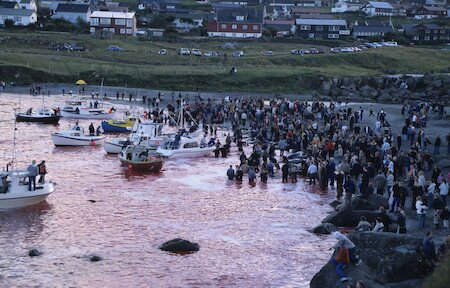 People in the district ran and shouted the exciting news when whales were spotted, just like in this modern hunt in Faroe.