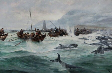 Once the boats were behind the whales, the hunters threw rocks to herd them to the beach. The crowd waiting on land had to keep quiet until the whales were ashore.
