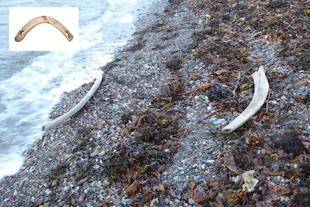 Whalebone was durable, and better than wood for some marine uses.  In Shetland, a boat’s yard was held to the mast with a clamp called a rakki, and people laid skids called linns down to run the keel up over the beach.