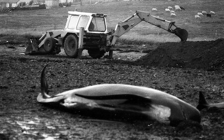 Northern and Western islanders are today more influenced by wider culture, and their society is now squeamish in a way Faroese isn’t.  Beached whales here are today buried as litter!