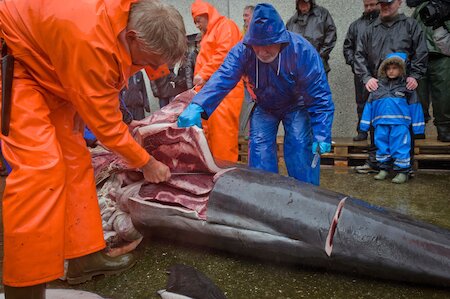 Northern and Western islanders are today more influenced by wider culture, and their society is now squeamish in a way Faroese isn’t. In the latter islands, processing the catch is part of normal island life.