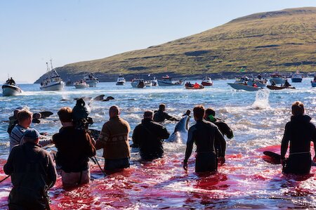 Northern and Western islanders are today more influenced by wider culture, and their society is now squeamish in a way Faroese isn’t.  In Faroe, hundreds of people join the hunt on sea and shore to drive and kill the whales, as they have for centuries.