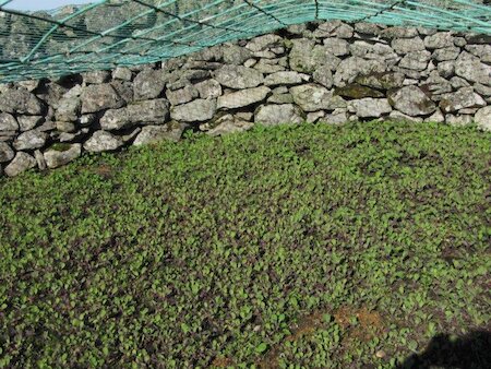 Even peat ash was useful, such as to create the best soil to grow kale seedlings.