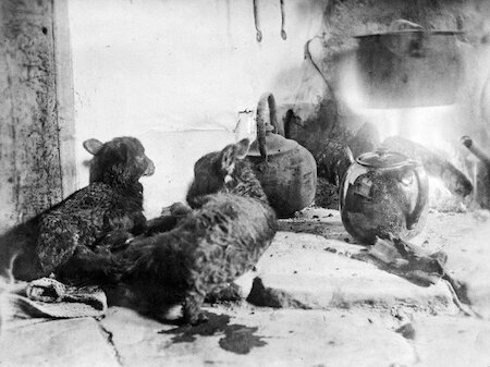 The glow of the peat fire gave the power to cook a pot of fish or boil the tea kettle, as well as provide the heat for the home - including tending these lambs taken in to rear them until strong enough to go outdoors.