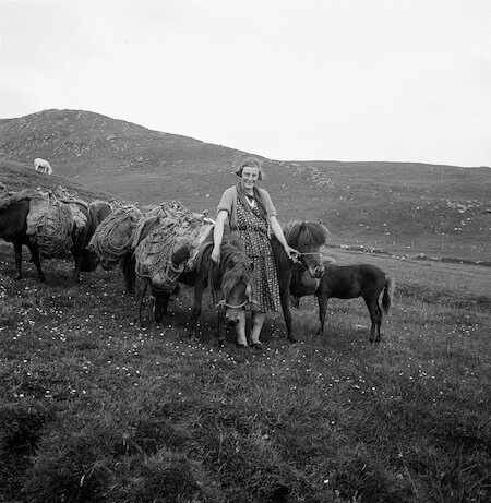 Farmers ferried home their peats depending on the terrain. In rugged areas it went by packsaddle. Maymie Smith is leading the family’s packhorses at the Westing, Shetland.